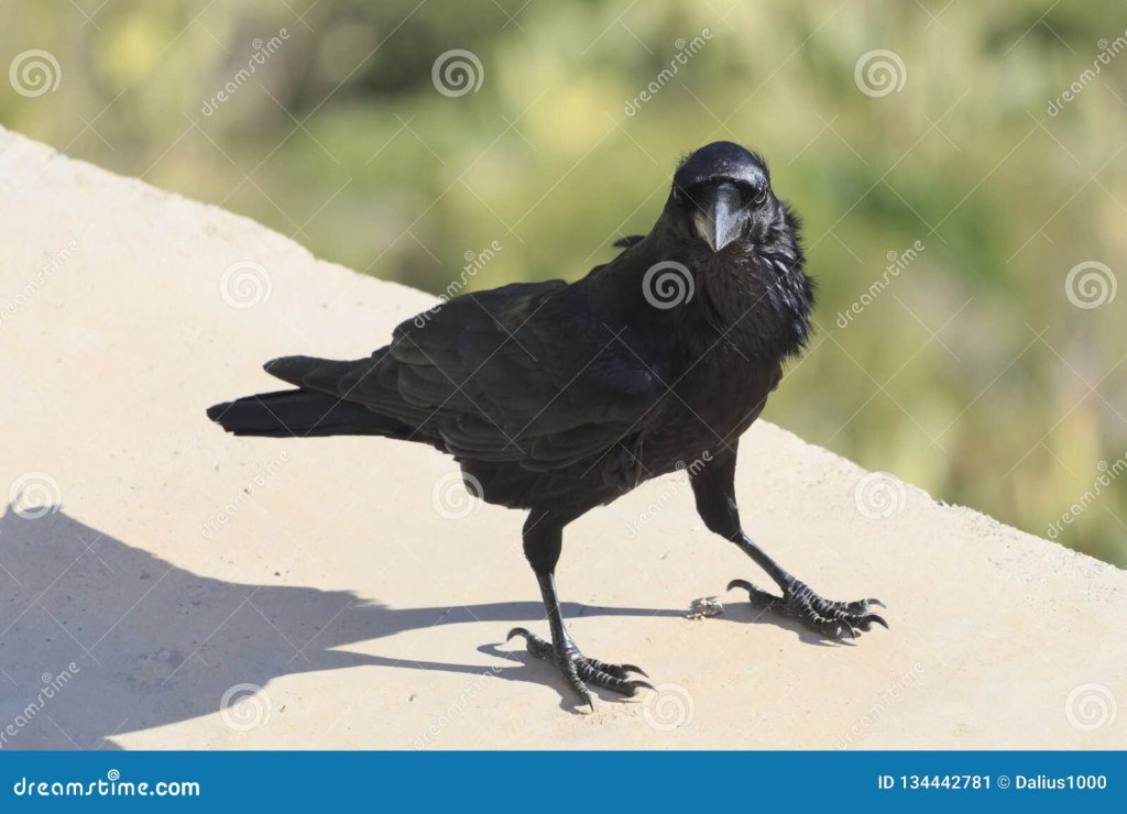 Picture of: Common Raven Corvus Corax View from Front Stock Image – Image of