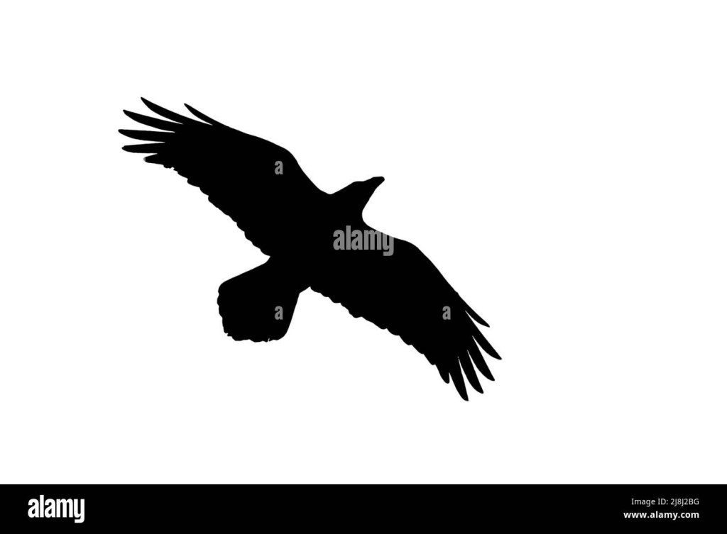 Picture of: Common raven flying Cut Out Stock Images & Pictures – Alamy