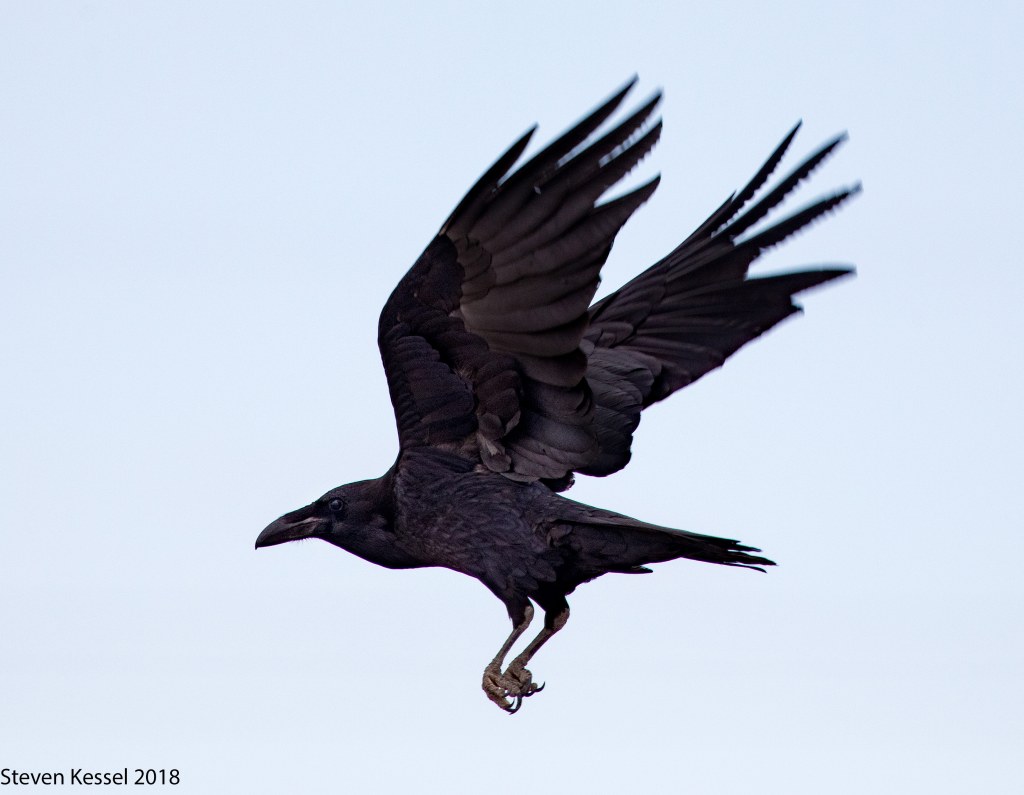 Picture of: Common Raven In Flight – Sonoran Images