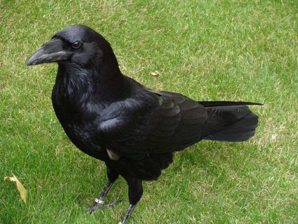 Picture of: Common raven – Wikipedia