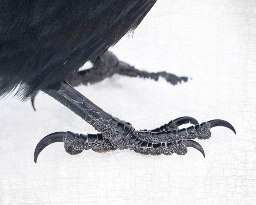 Picture of: Fine Raven Feet Signierte Fine Art Fotografie von June – Etsy