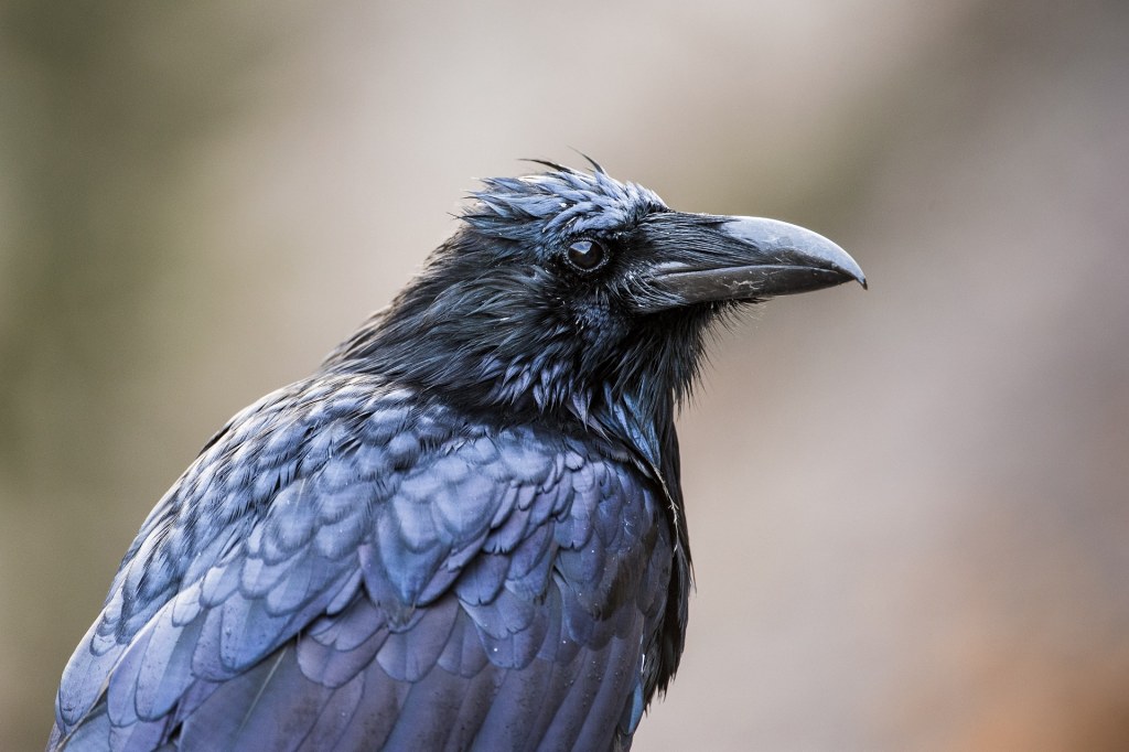 Picture of: Hinterland Who’s Who – Common Raven