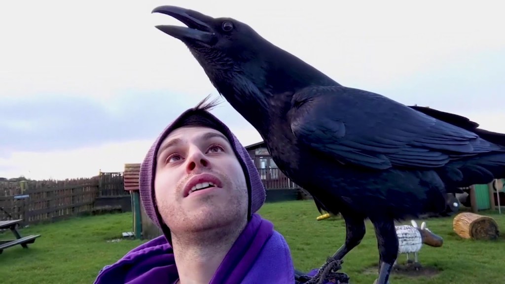 Picture of: Meet Loki the overly affectionate raven who likes to cuddle.
