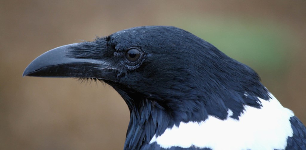 Picture of: Oakland Zoo  Pied Crow