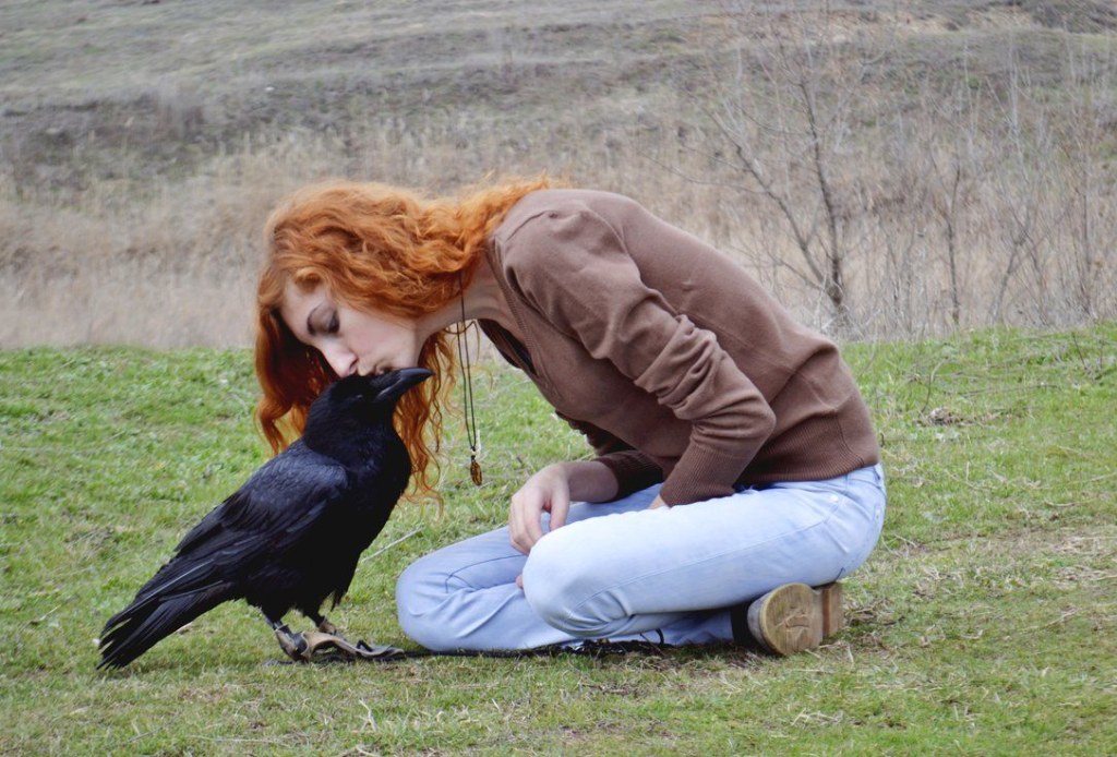 Picture of: Owning a Raven is a lot of work, in America African Ravens & crows
