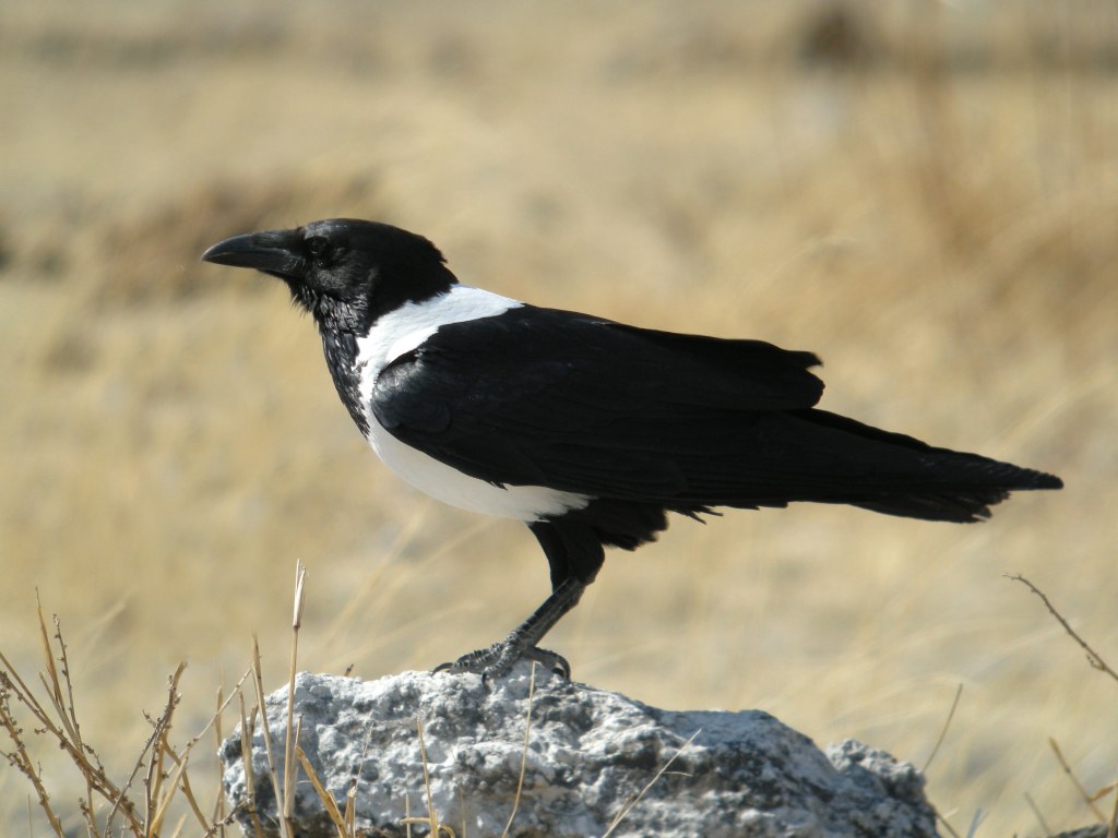 Picture of: Pied crow – Wikipedia