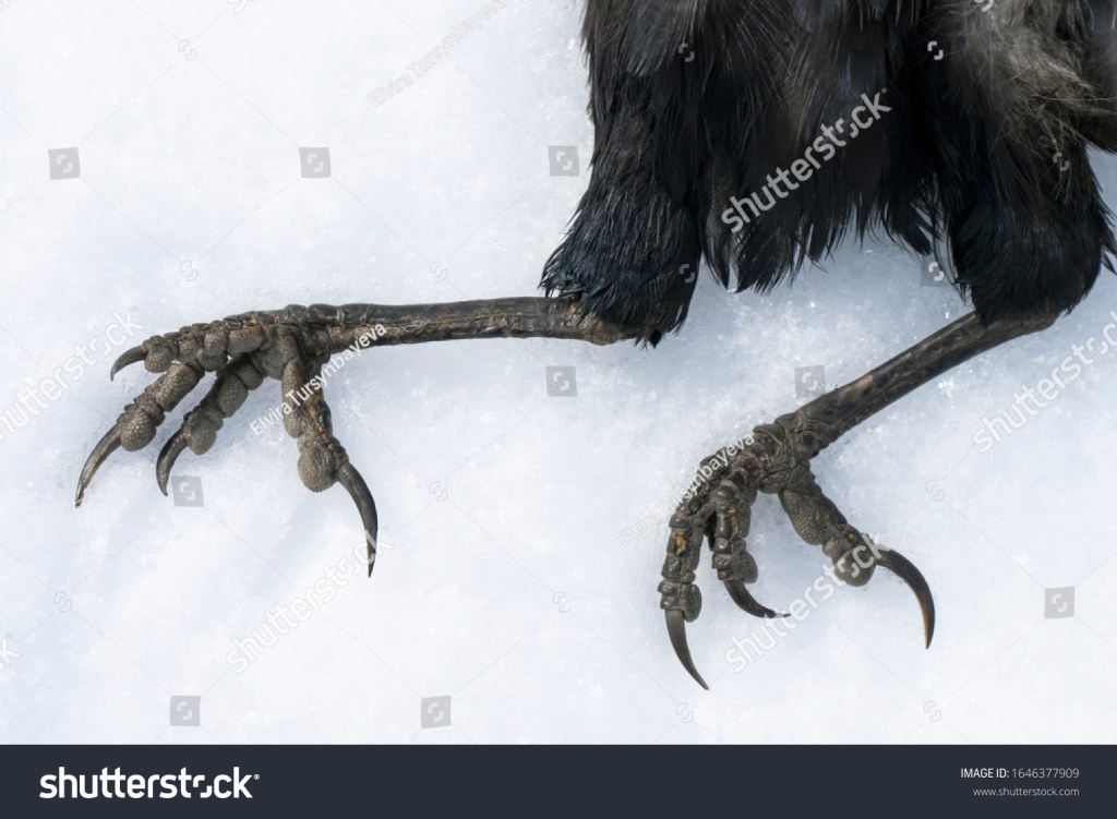 Picture of: Raven Feet Images: Browse  Stock Photos & Vectors Free Download