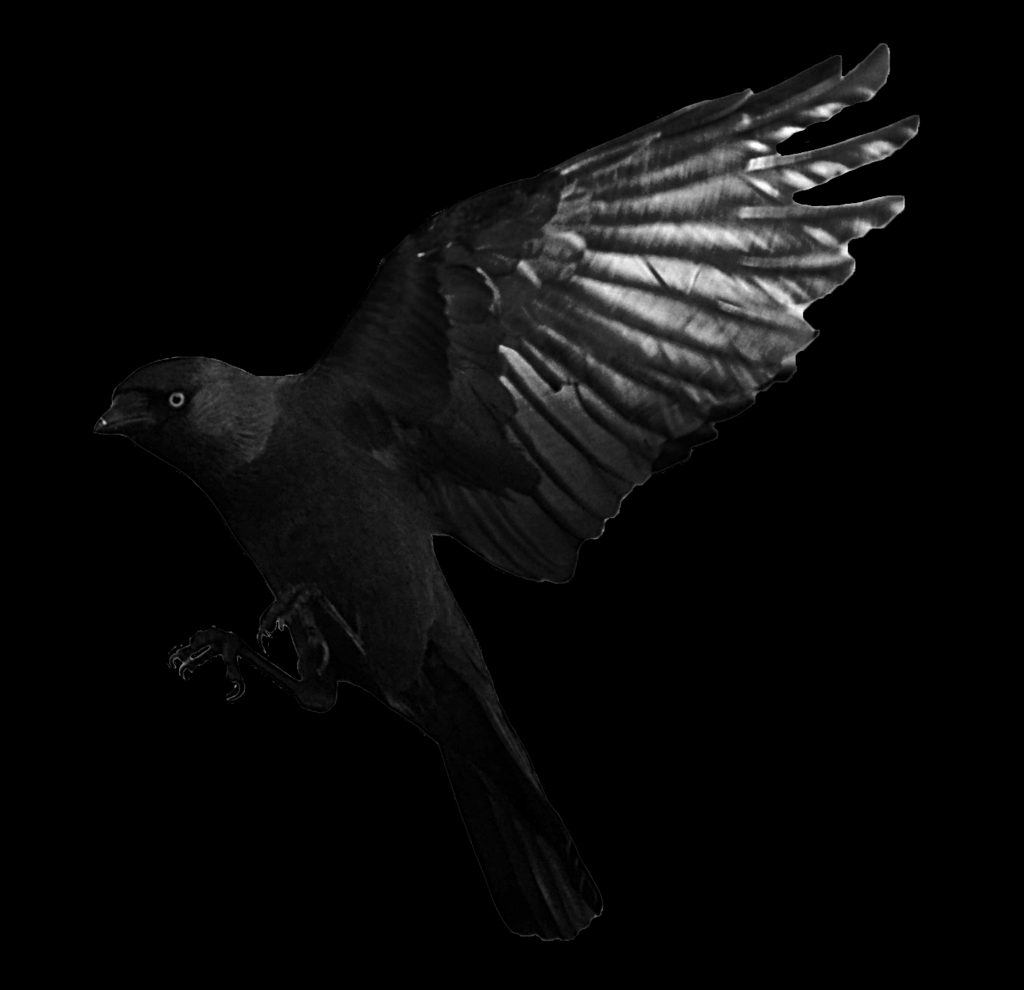Picture of: Raven fliegt Transparente PNG  PNG Mart