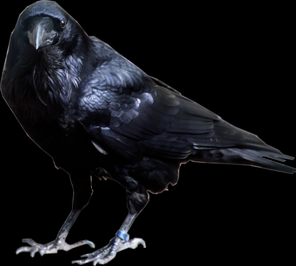 Picture of: Raven Free PNG  PNG Play