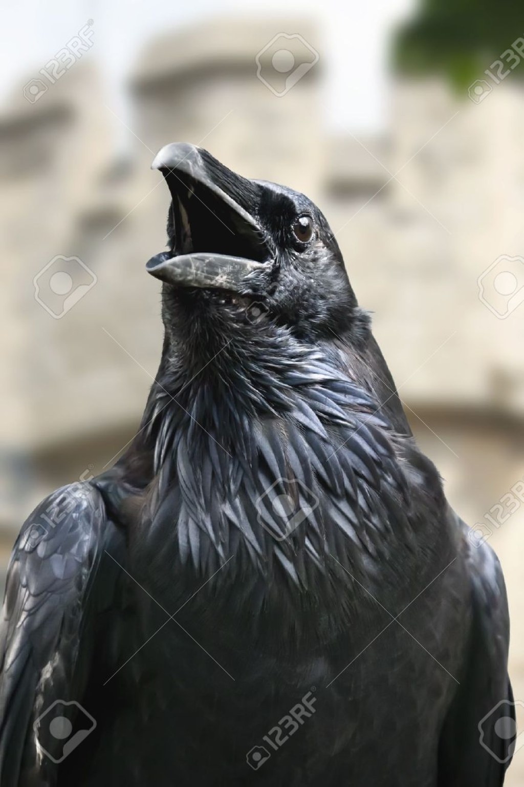 Picture of: Raven front view  Crow, Crow bird, London tattoo