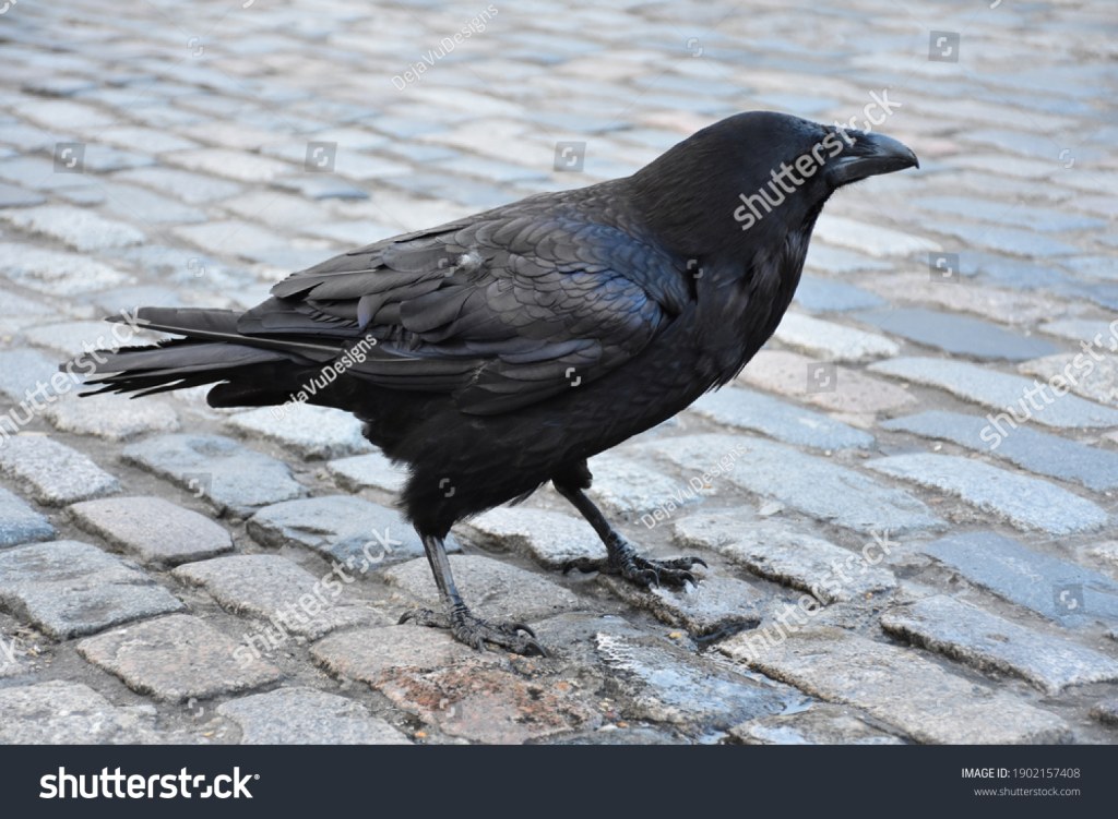Picture of: Raven Side Profile Images, Stock Photos & Vectors  Shutterstock