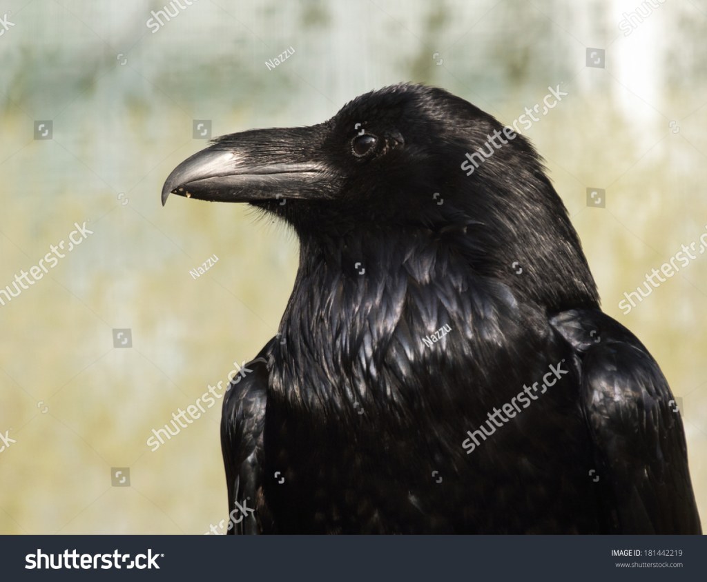 Picture of: Raven Side Profile Images, Stock Photos & Vectors  Shutterstock