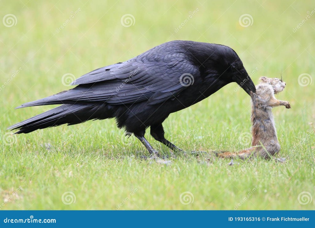 Picture of: Raven with Captured Columbia Ground Squirrel Canada Stock