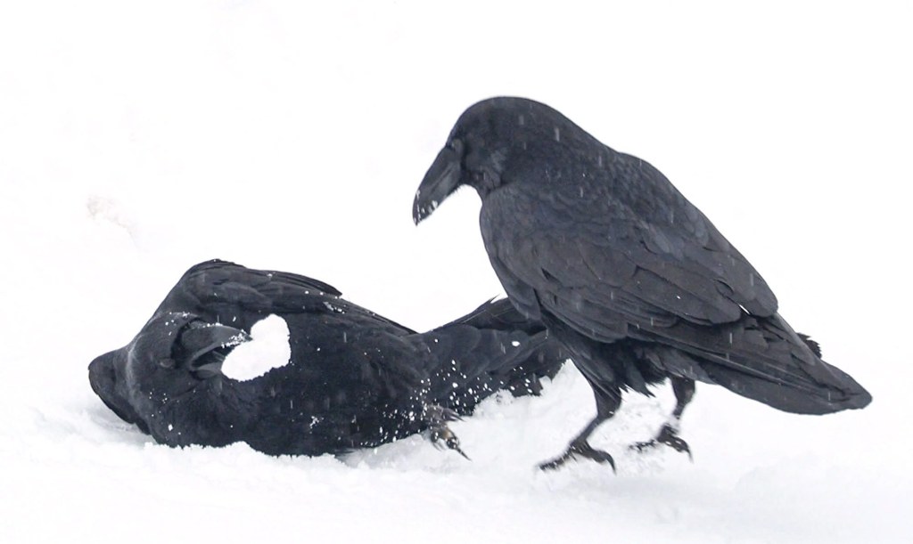 Picture of: Ravens At Play  The Urban Nature Enthusiast