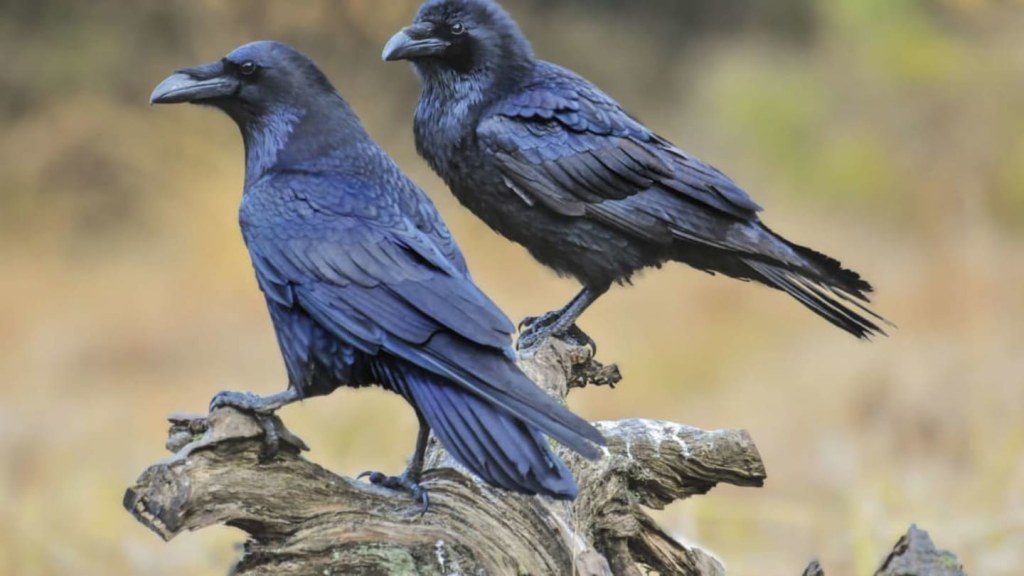 Picture of: Ravishing Facts About Ravens  Mental Floss