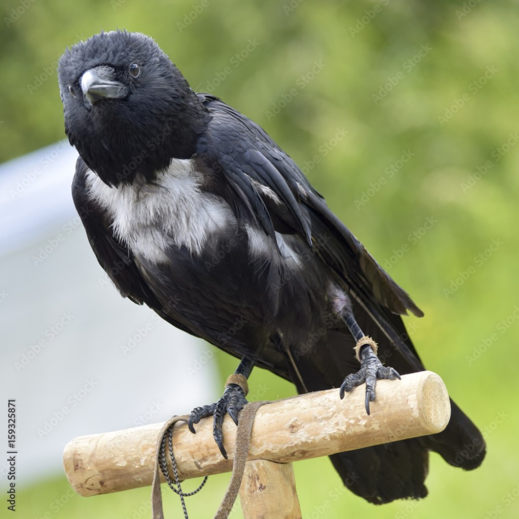 Picture of: Tamed raven watching from his seat Stock-Foto  Adobe Stock