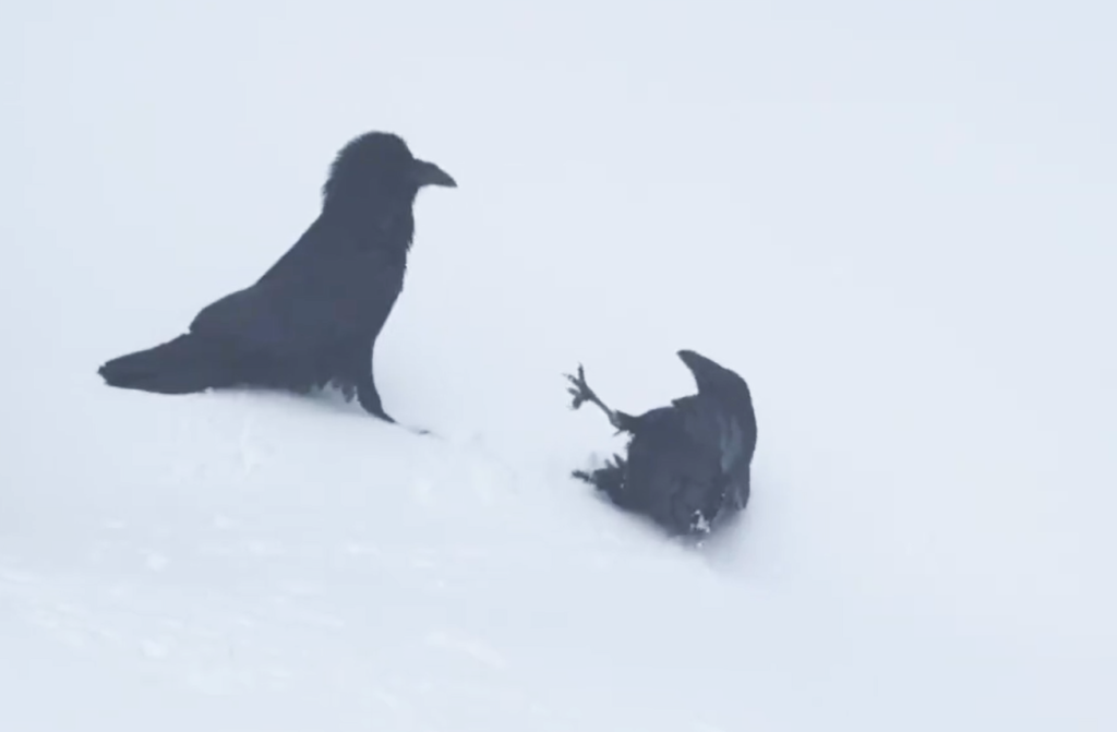 Picture of: Watch this video of ravens playing in snow if you need cheering up